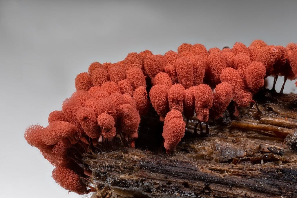 Arcyria denudata, Karmijnrood netwatje