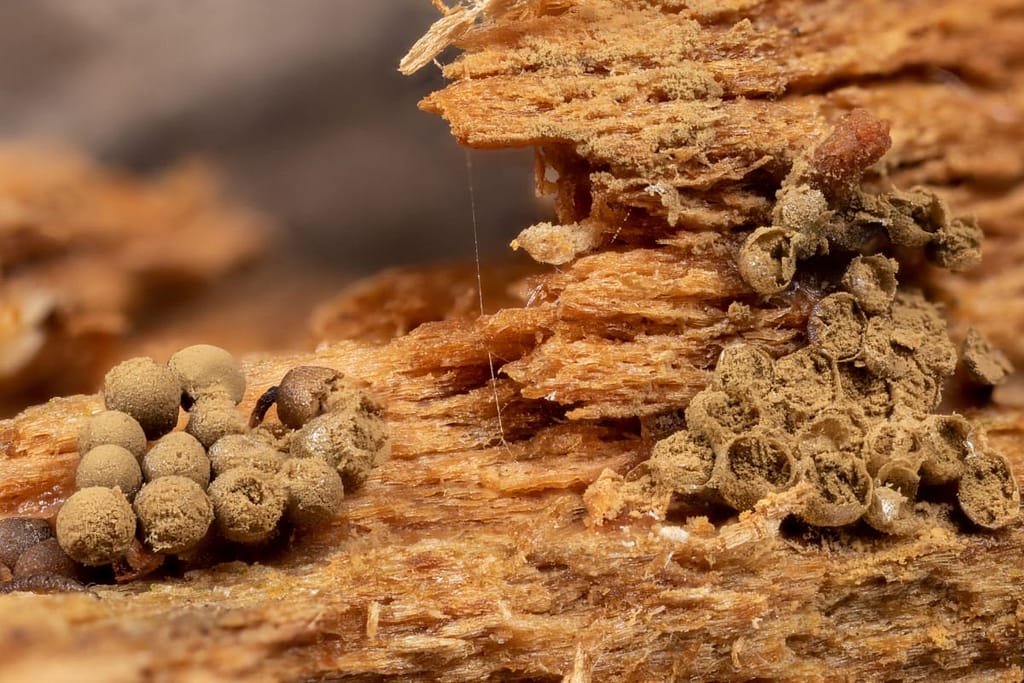 Cribraria argillacea, Zandkleurig Lantaarntje