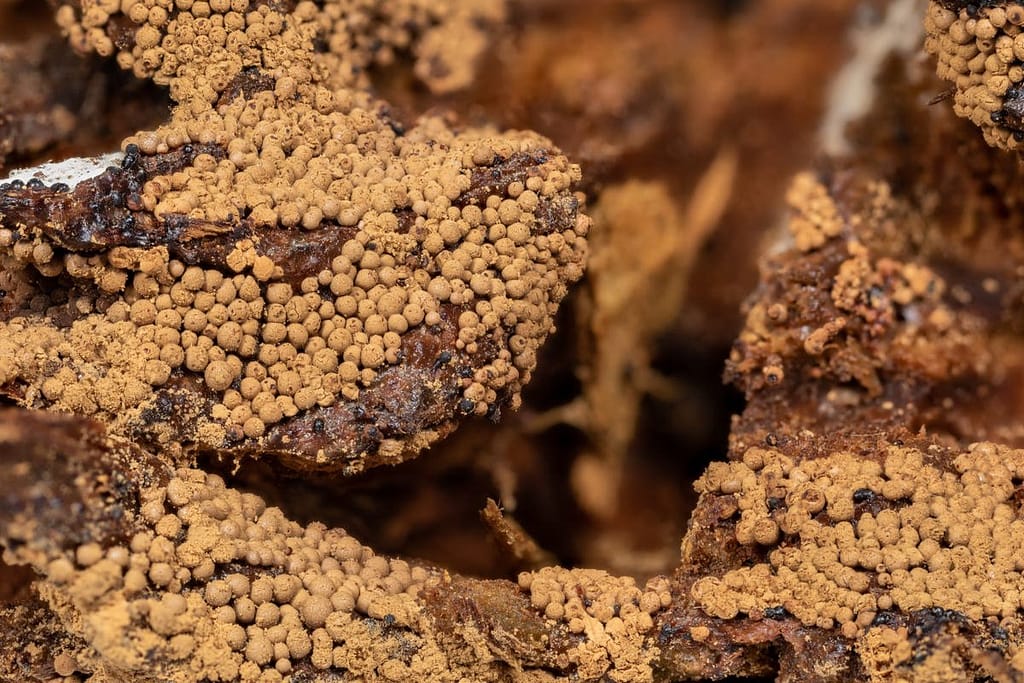 Cribraria argillacea, Zandkleurig Lantaarntje