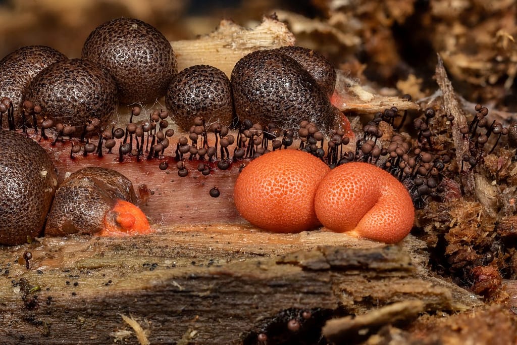 Cibraria cancellata, Knikkend lantaarntje