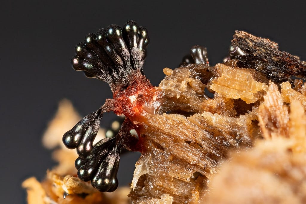 Metatrichia vesparium, Gebundeld kelkpluisje