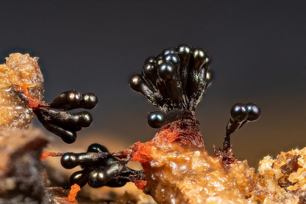 Metatrichia vesparium, Gebundeld kelkpluisje