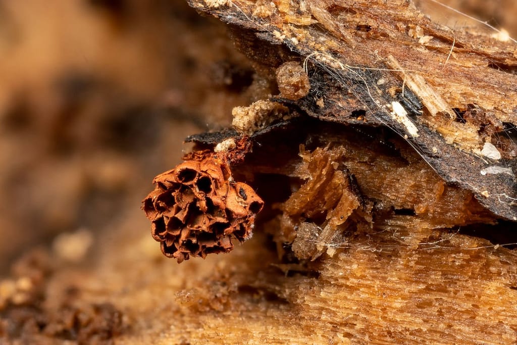 Metatrichia vesparium, Gebundeld kelkpluisje