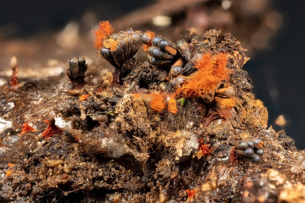 Metatrichia vesparium, Gebundeld kelkpluisje