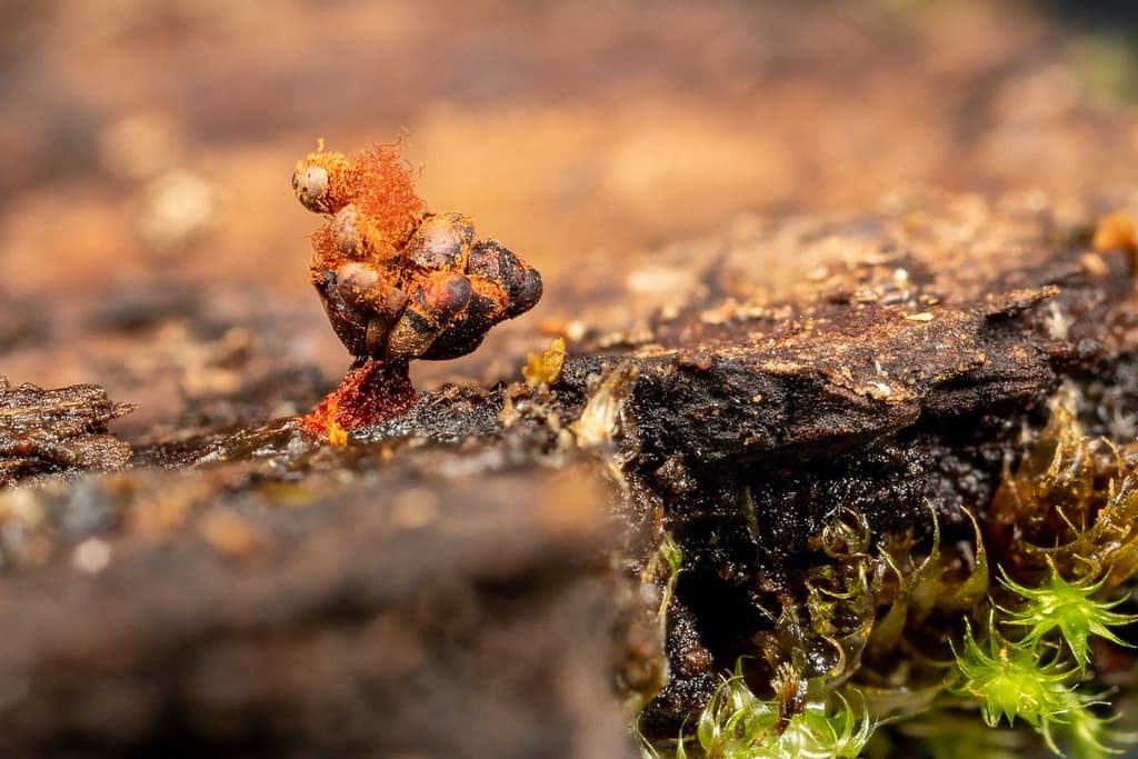 Metatrichia vesparium, Gebundeld kelkpluisje