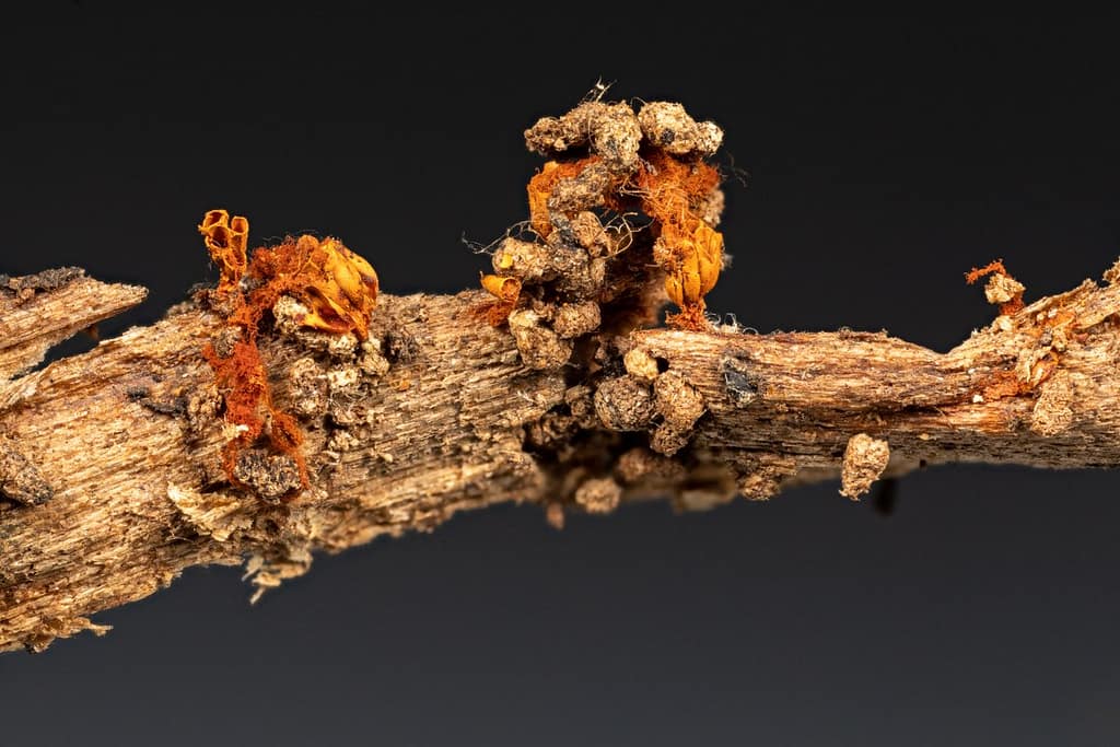 Metatrichia vesparium, Gebundeld kelkpluisje