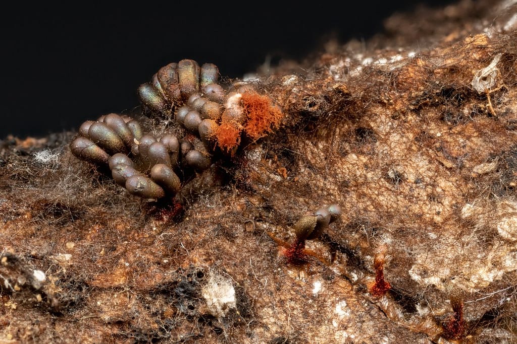 Metatrichia vesparium, Gebundeld kelkpluisje