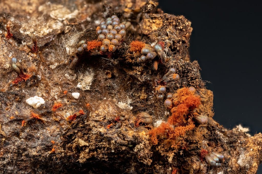 Metatrichia vesparium, Gebundeld kelkpluisje