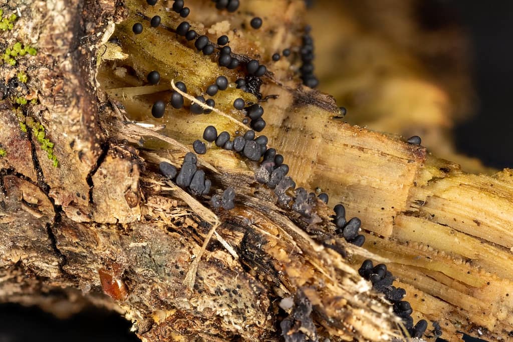 Arcyria cinerea, Asgrauw netwatje