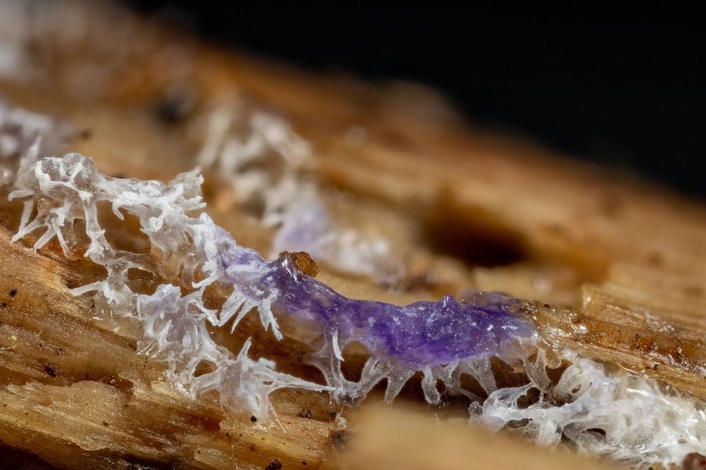 Ceratiomyxa Fruticulosa, Gewoon ijsvingertje