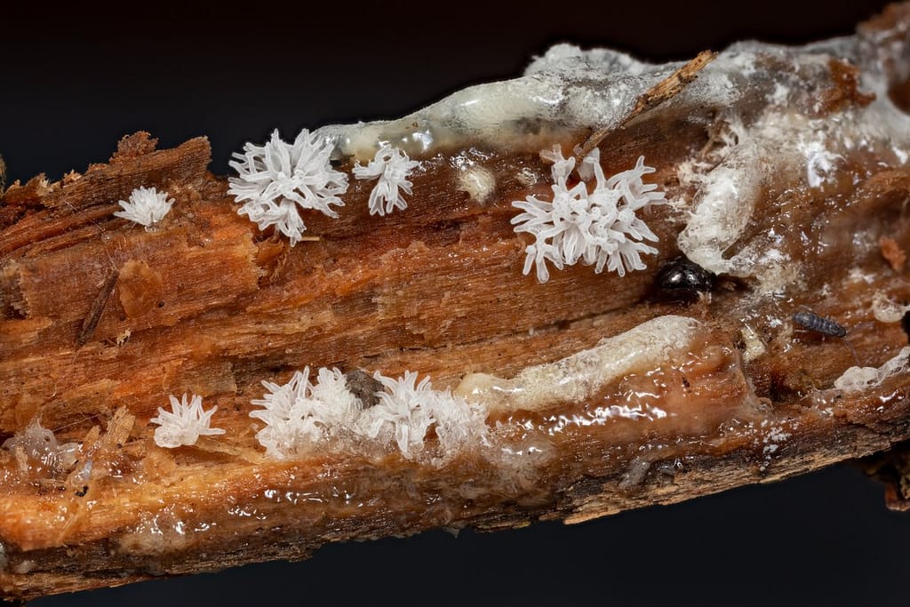 Ceratiomyxa Fruticulosa, Gewoon ijsvingertje