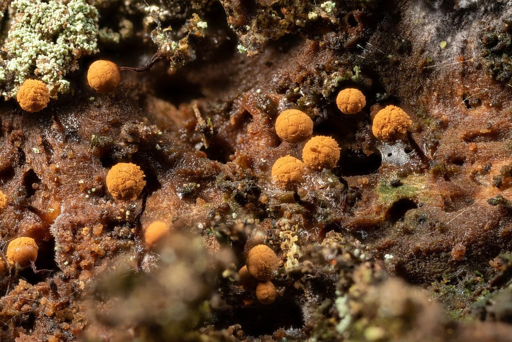 Cribraria rufa, wijdmazig lantaarntje