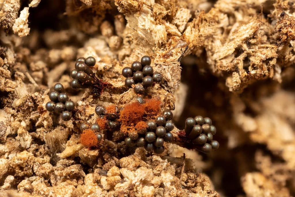 Metatrichia vesparium, Gebundeld kelkpluisje