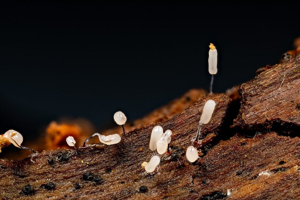 Stemonitopsis typhina, Zilveren schijnpluimpje