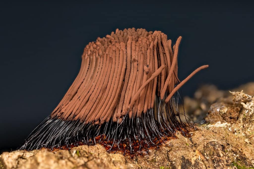 Stemonitis axifera, Roodbruin netpluimpje