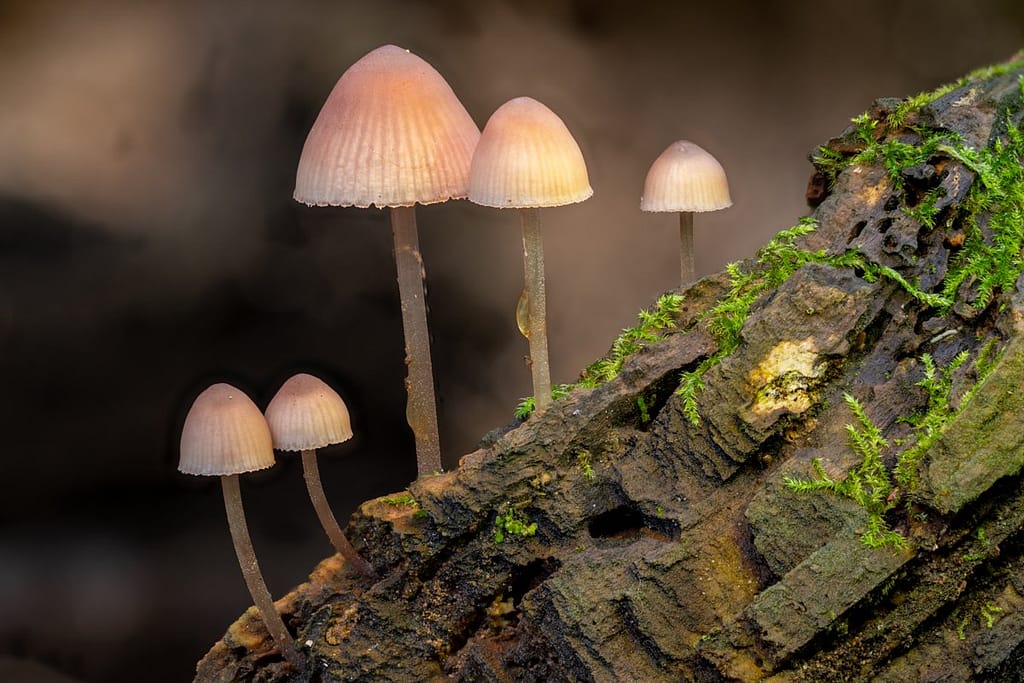 Mycena haematopus, Grote bloedsteelmycena