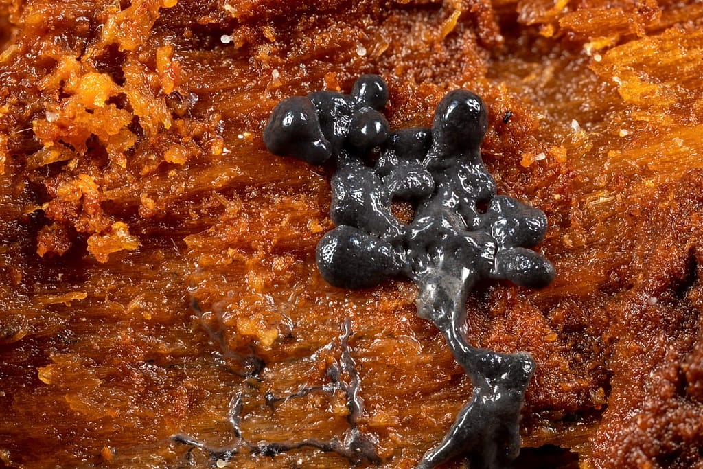 Slijmzwammen in ontwikkeling