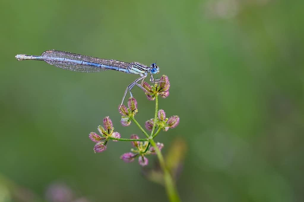 Platycnemis pennipes, Blauwe breedscheenjuffer