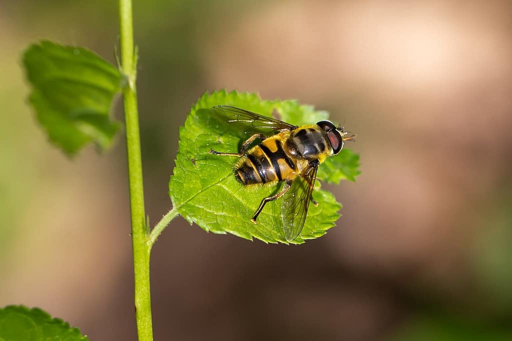 Myathropa Hora, Doodskopzweefvlieg