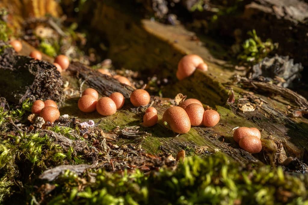 Lycogala epidendrum, bloedweizwam
