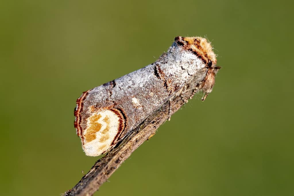 Phalera bucephala, Wapendrager
