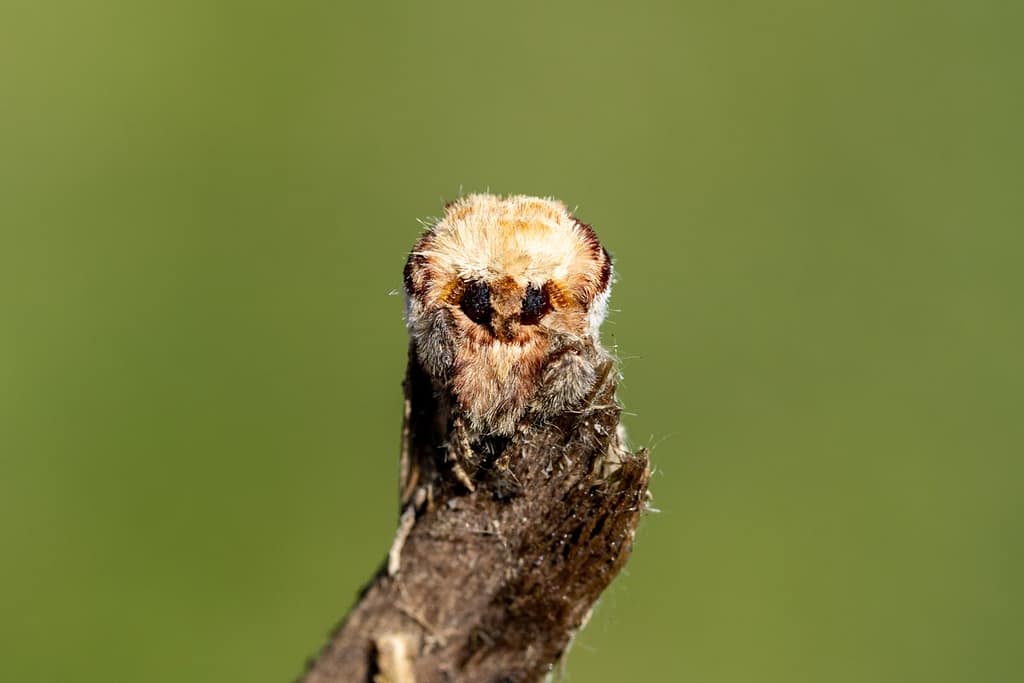 Phalera bucephala, Wapendrager