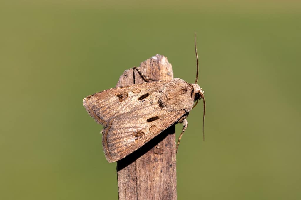 Agrotis exclamationis, Gewone worteluil