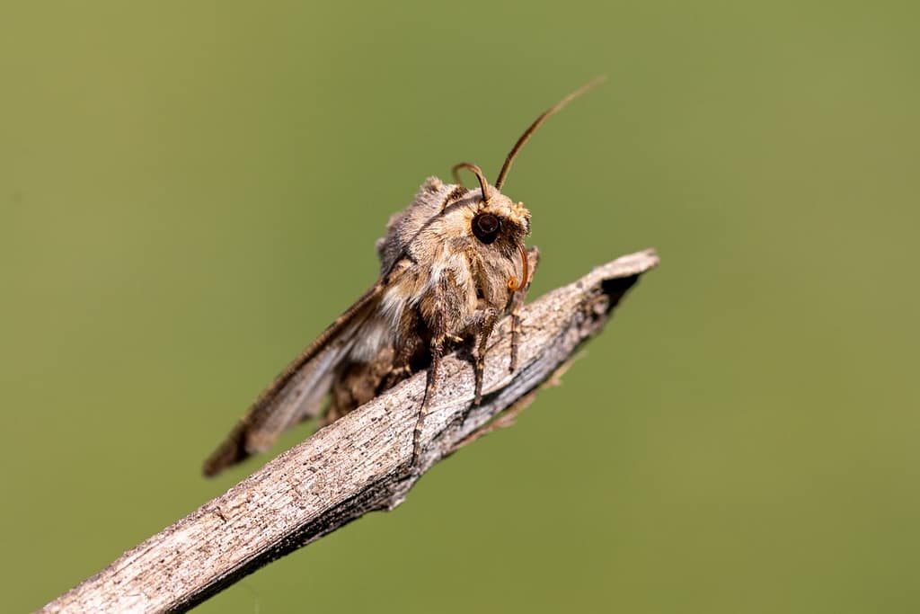 Agrotis exclamationis, Gewone worteluil