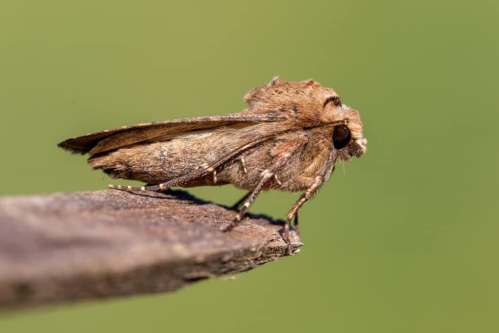 Agrotis exclamationis, Gewone worteluil