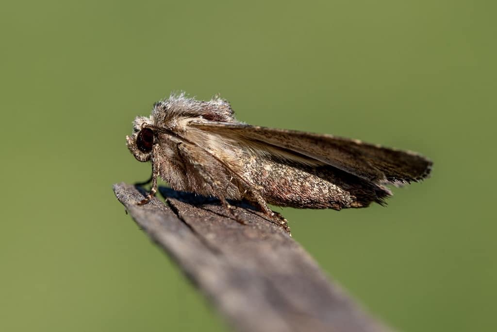 Luperina testacea, gewone grasuil