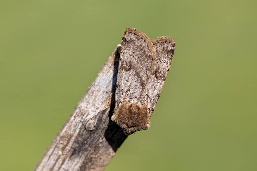Agrotis Simplonia