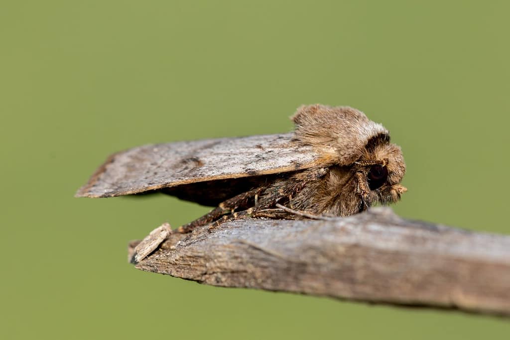 Agrotis Simplonia