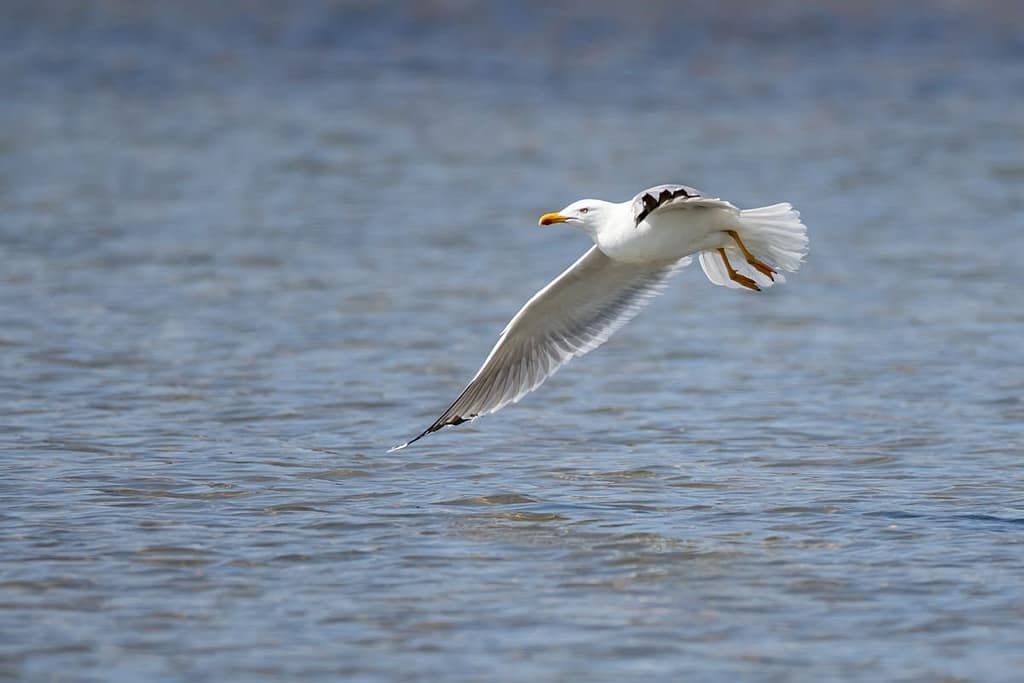 Larus michahellis, Geelpootmeeuw