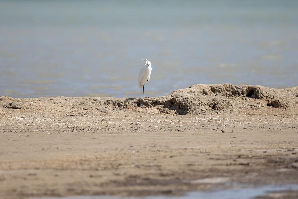 Egretta garzetta, Kleine zilverreiger