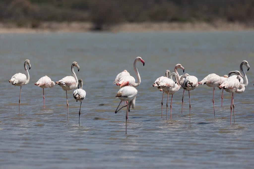 Phoenicopteridae, Flamingo