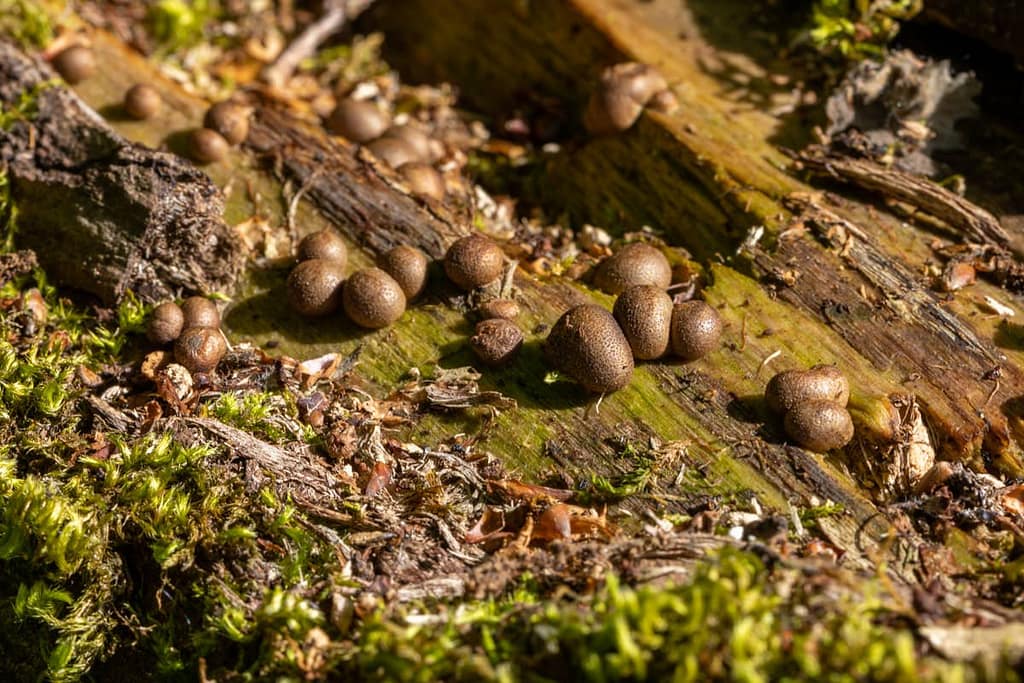 Lycogala epidendrum, bloedweizwam