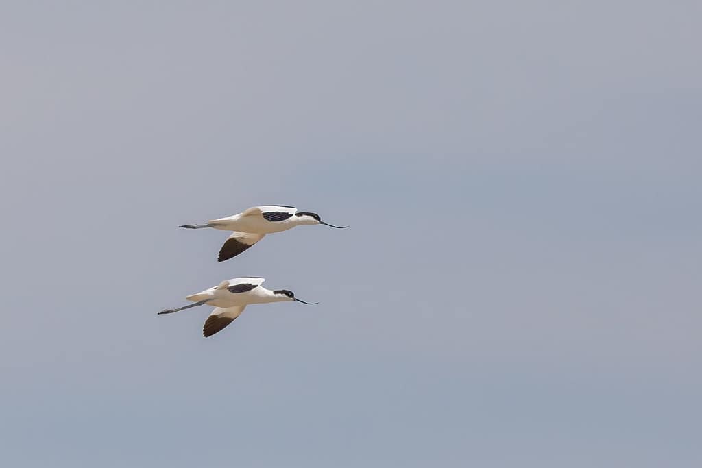 Recurvirostra avosetta, Kluut