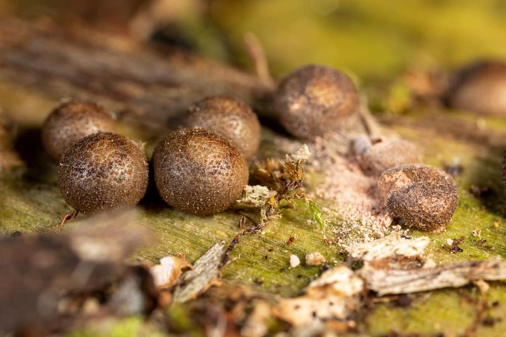 Lycogala epidendrum, bloedweizwam