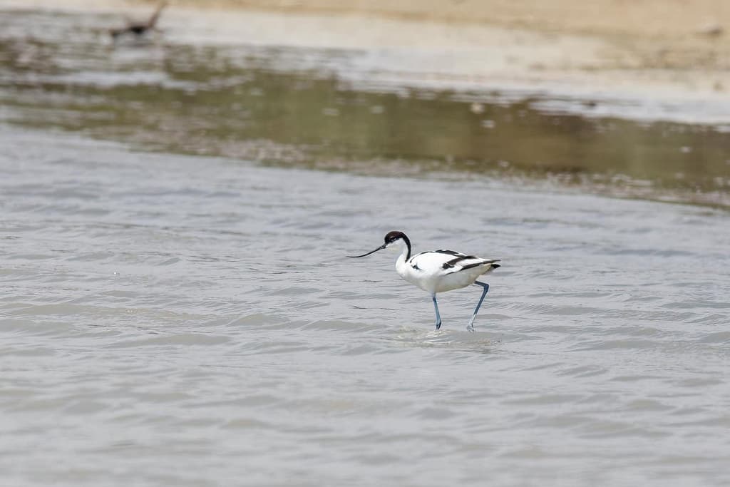 Recurvirostra avosetta, Kluut