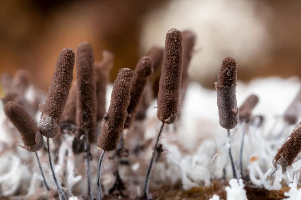 Stemonitopsis typhina, Zilveren schijnpluimpje