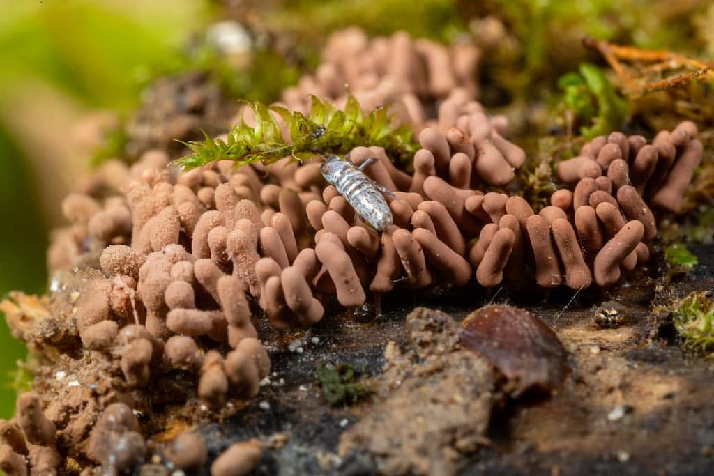 Arcyria minuta, fopnetwatje