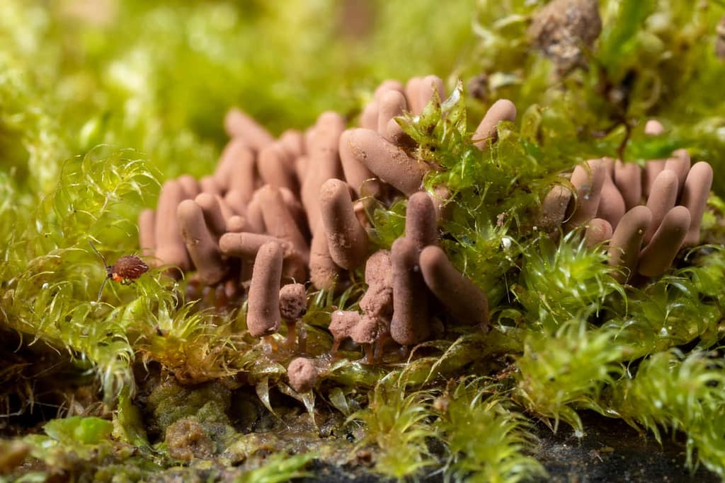 Arcyria minuta, fopnetwatje