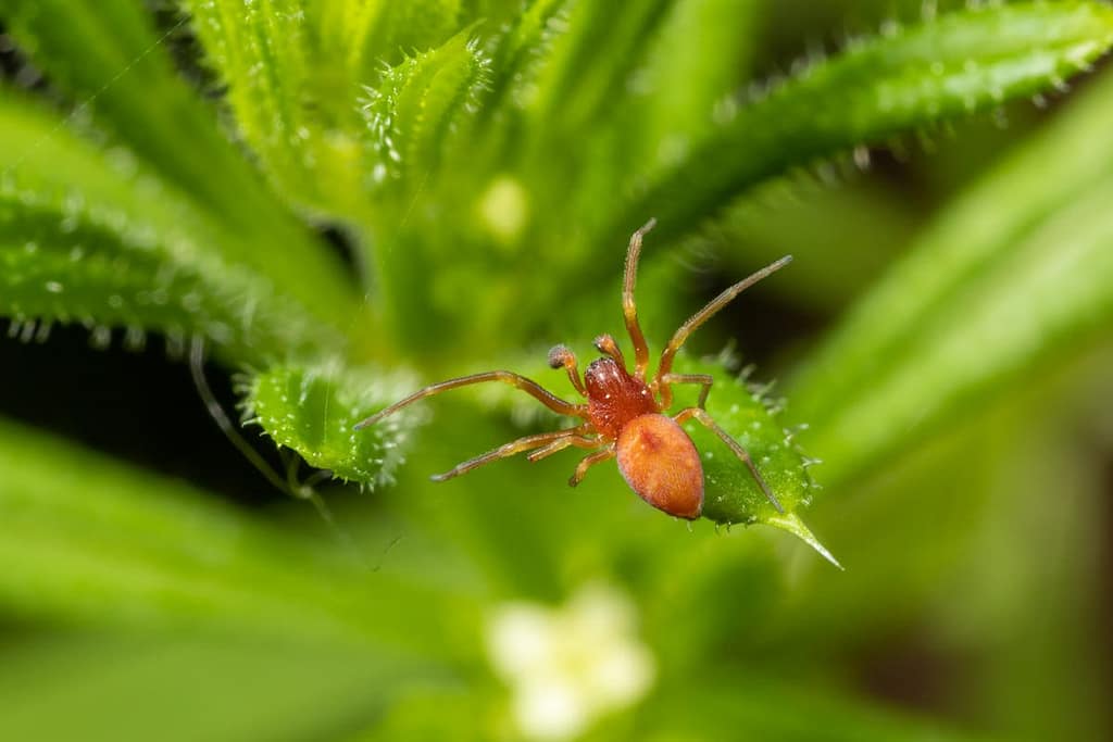 Nigma flavescens, Geel Kaardertje