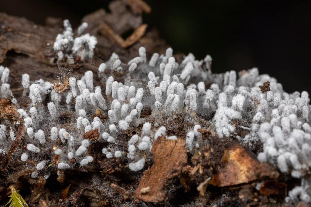 Beschimmelde slijmzwammen