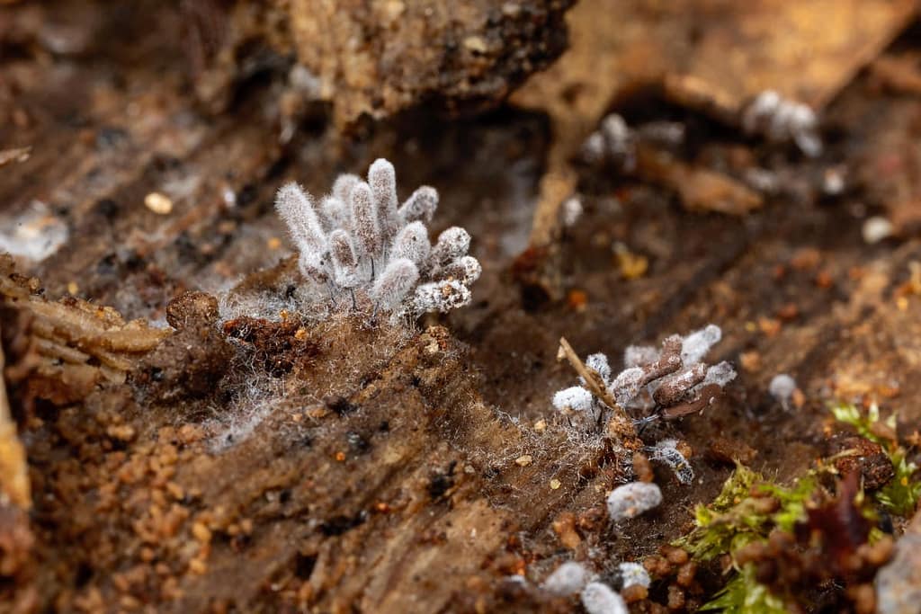 Beschimmelde slijmzwammen