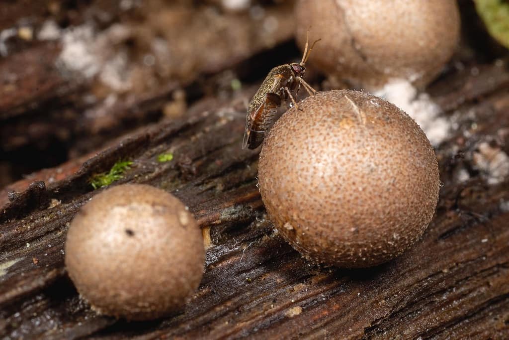 Lycogala epidendrum, bloedweizwam