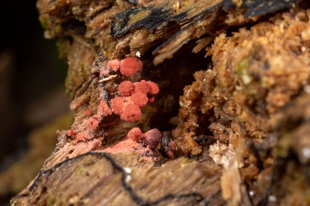 Arcyria denudata, Karmijnrood netwatje