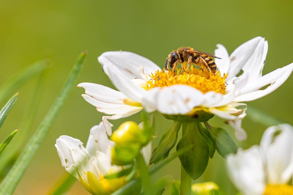 Halictus scabiosae, Breedbandgroefbij