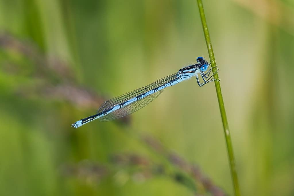 Erythromma lindenii, Kanaaljuffer
