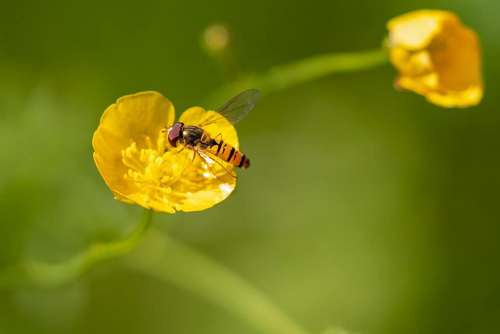 Episyrphus balteatus, Pyjamazweefvlieg